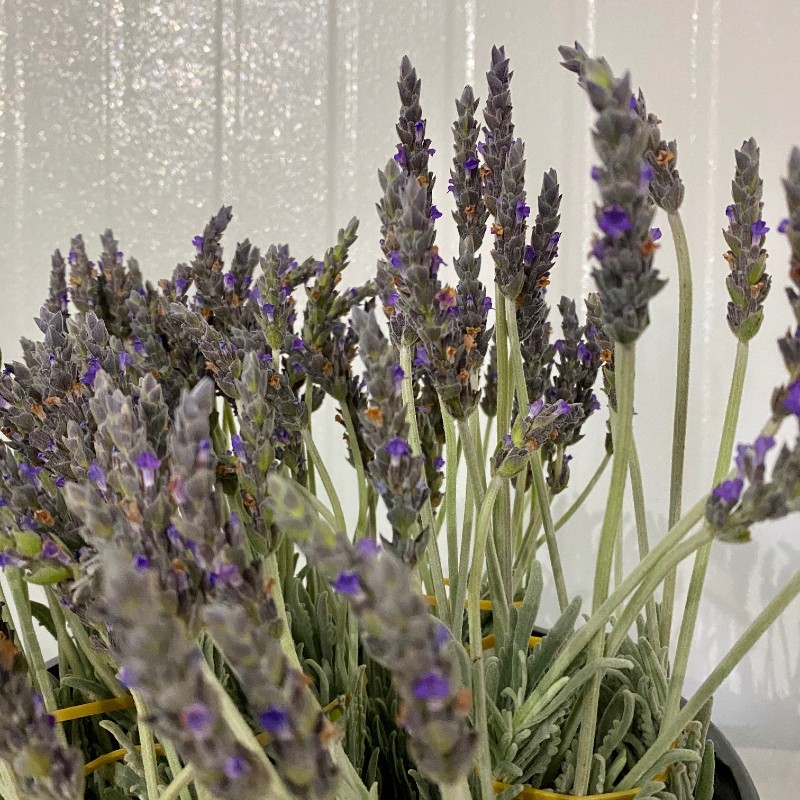 Lavender Wholesale