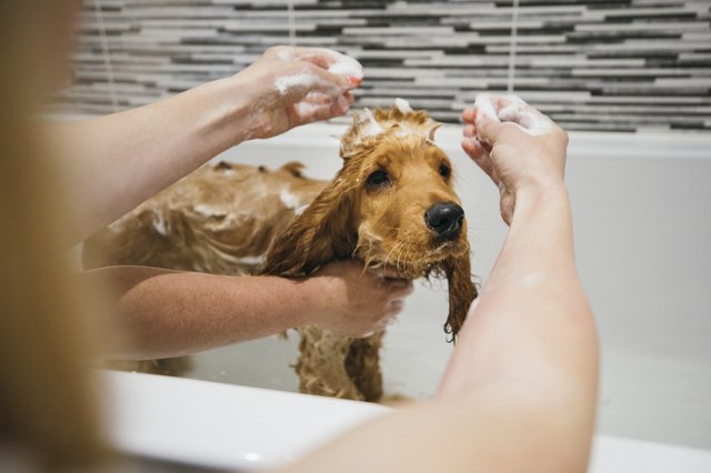 best dog shampoo
